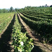 Castiglione Tinella - Langhe