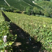 Castiglione Tinella - Langhe