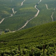 Castiglione Tinella - Langhe