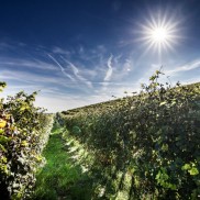 Castagnole Monferrato - Monferrato